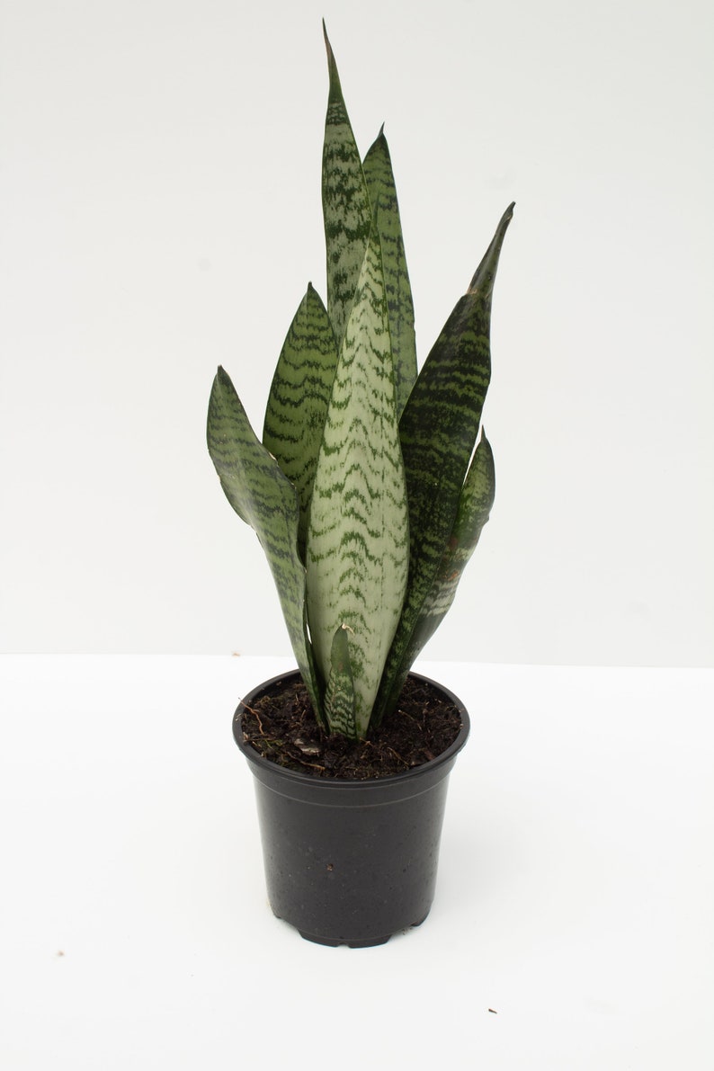 Snake Plant 4 dark green image 1