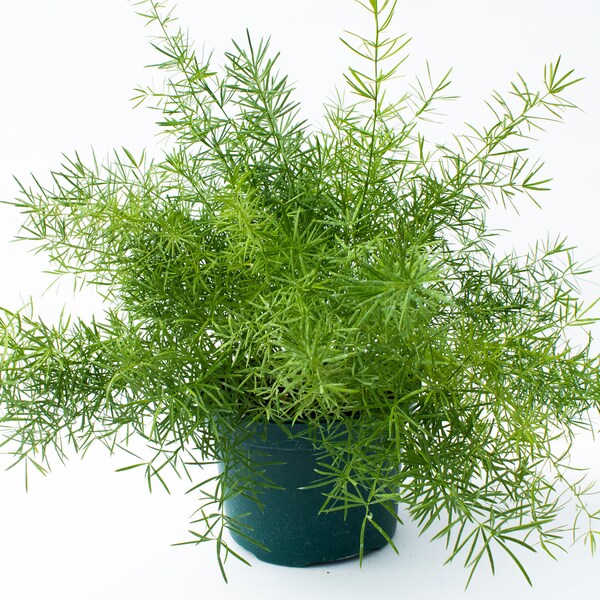 Asparagus Fern Etsy
