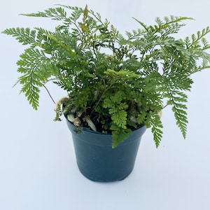 Rabbit Foot Fern