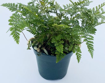 Rabbit Foot Fern