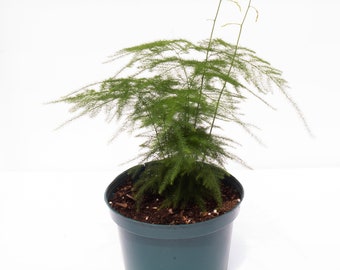 4'' Plumosa Fern