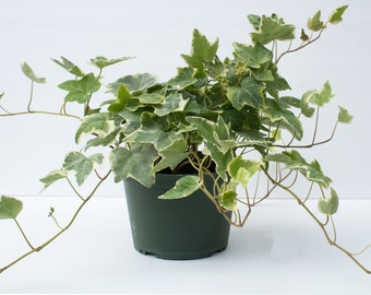 Variegated Ivy