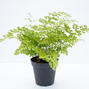 4'' Maiden Hair Fern image 1