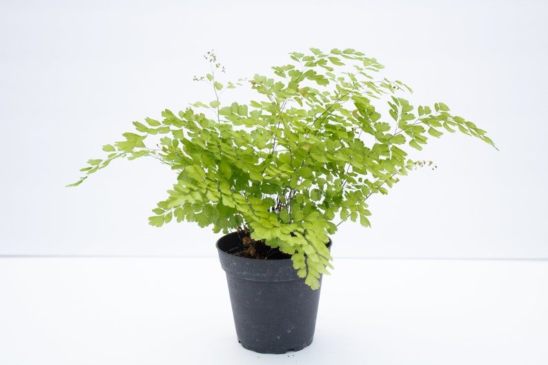 4'' Maiden Hair Fern image 1