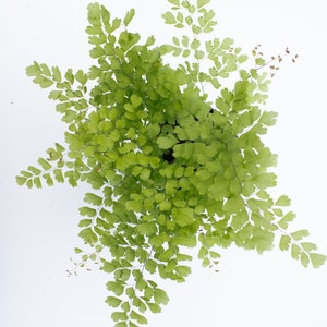 4'' Maiden Hair Fern image 2