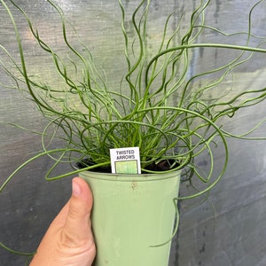 6'' Juncus Spiral