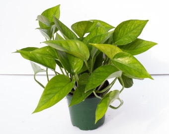 Jade Pothos 4”