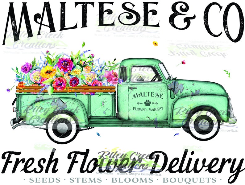 Maltese /& Company Fresh Flowers Delivery