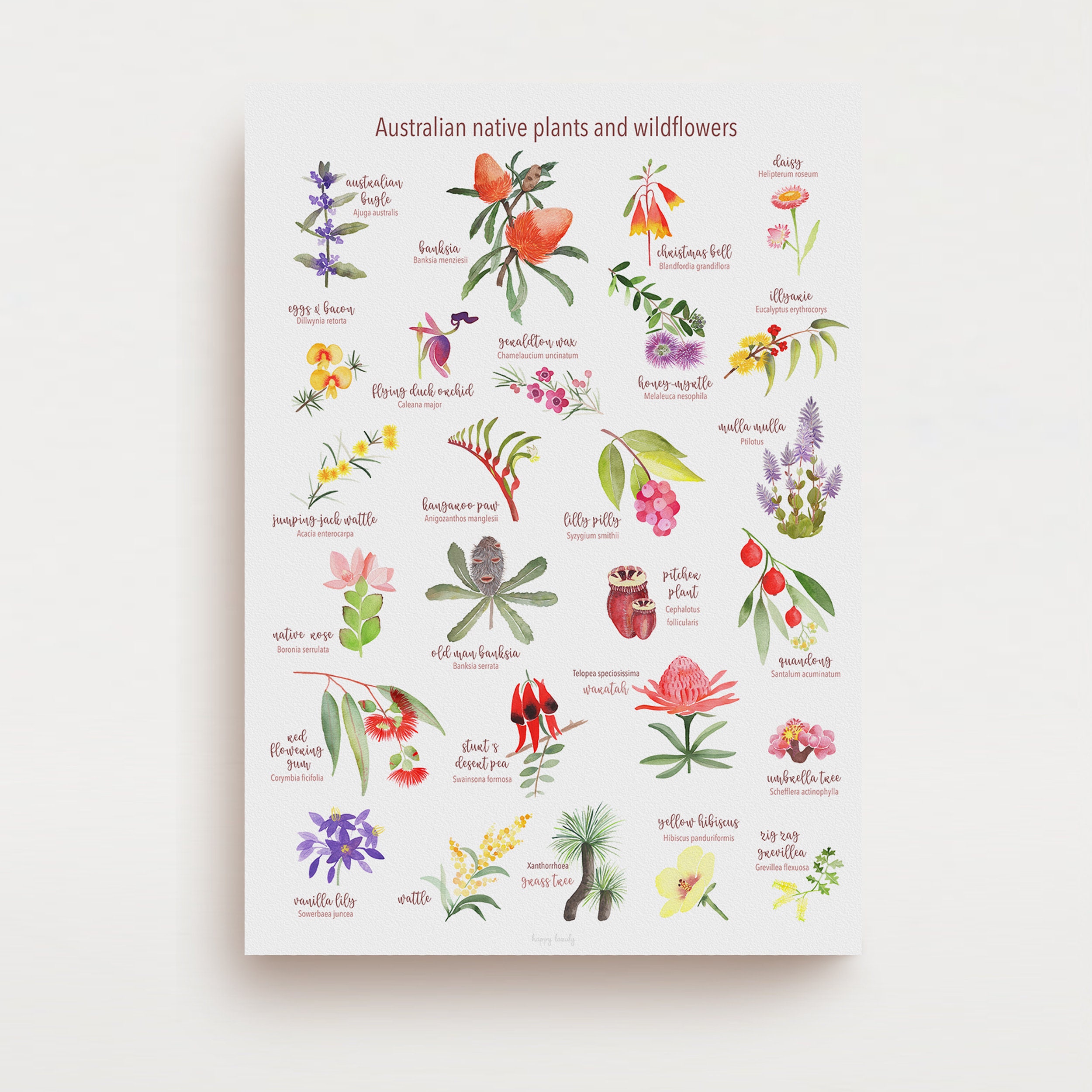 Australian Native Plants ubicaciondepersonas.cdmx.gob.mx