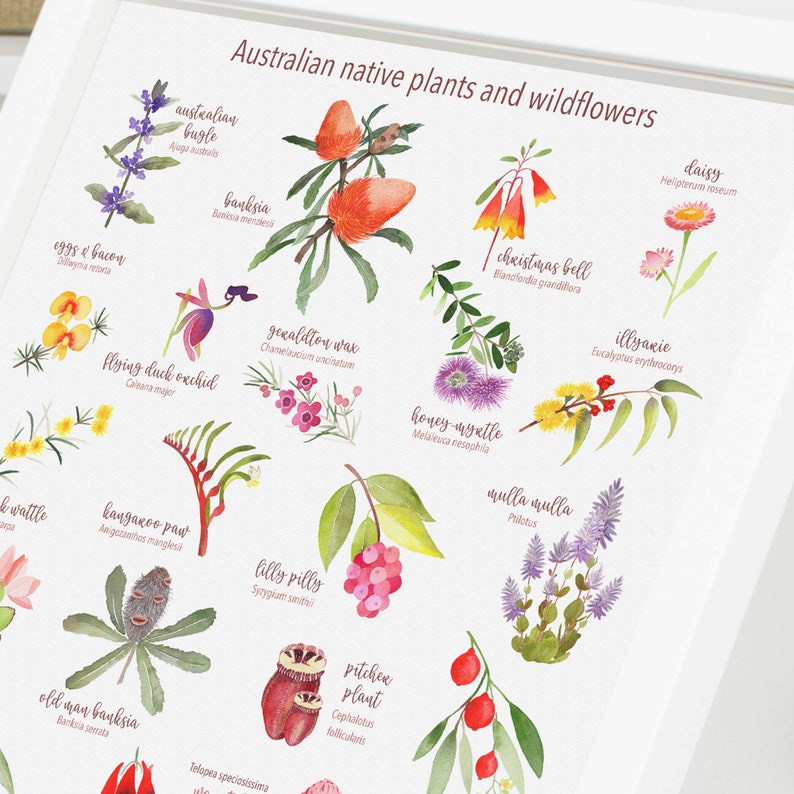AUSTRALIAN NATIVE Plants and wildflowers print, A to Z australia native, wildflowers of Australia, Personalized gift