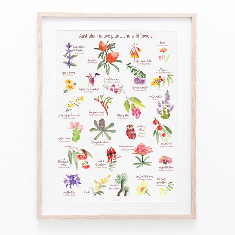 AUSTRALIAN NATIVE Plants and wildflowers print, A to Z australia native, wildflowers of Australia, art gift framed in wood frame