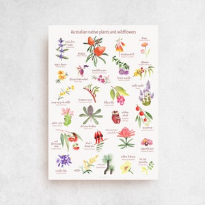Australian Native Plants Watercolor Art Print: A to Z Wildflowers