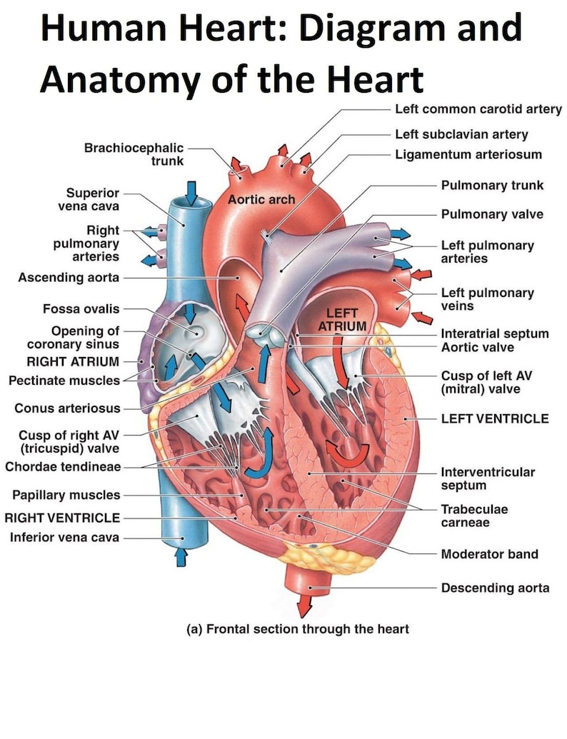 Diagram and Anatomy of the Heart Poster Biology Diagrams