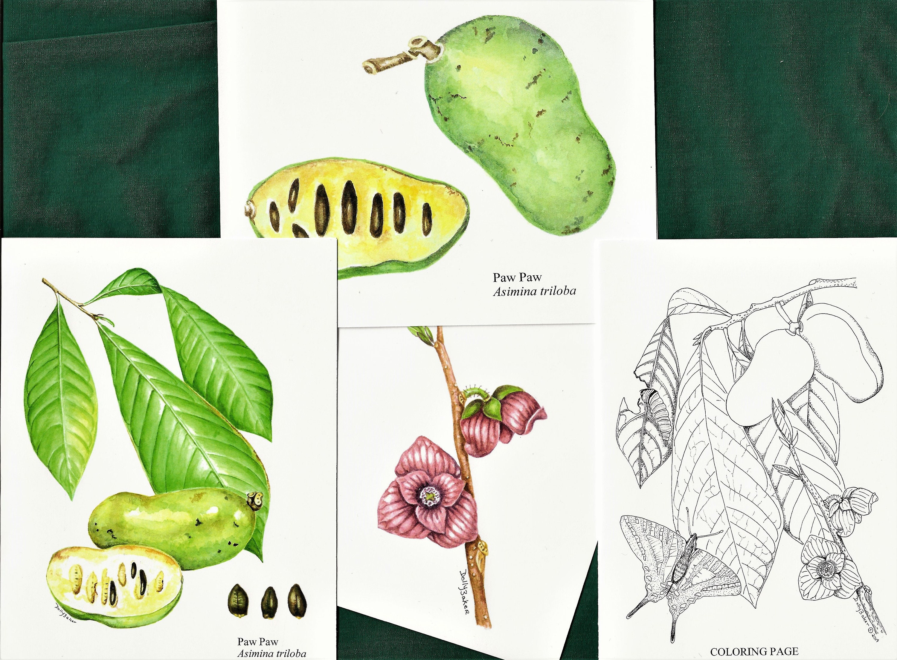 PAW PAW TREE Fruit Paintings on Note Cards. Assortment From | Etsy