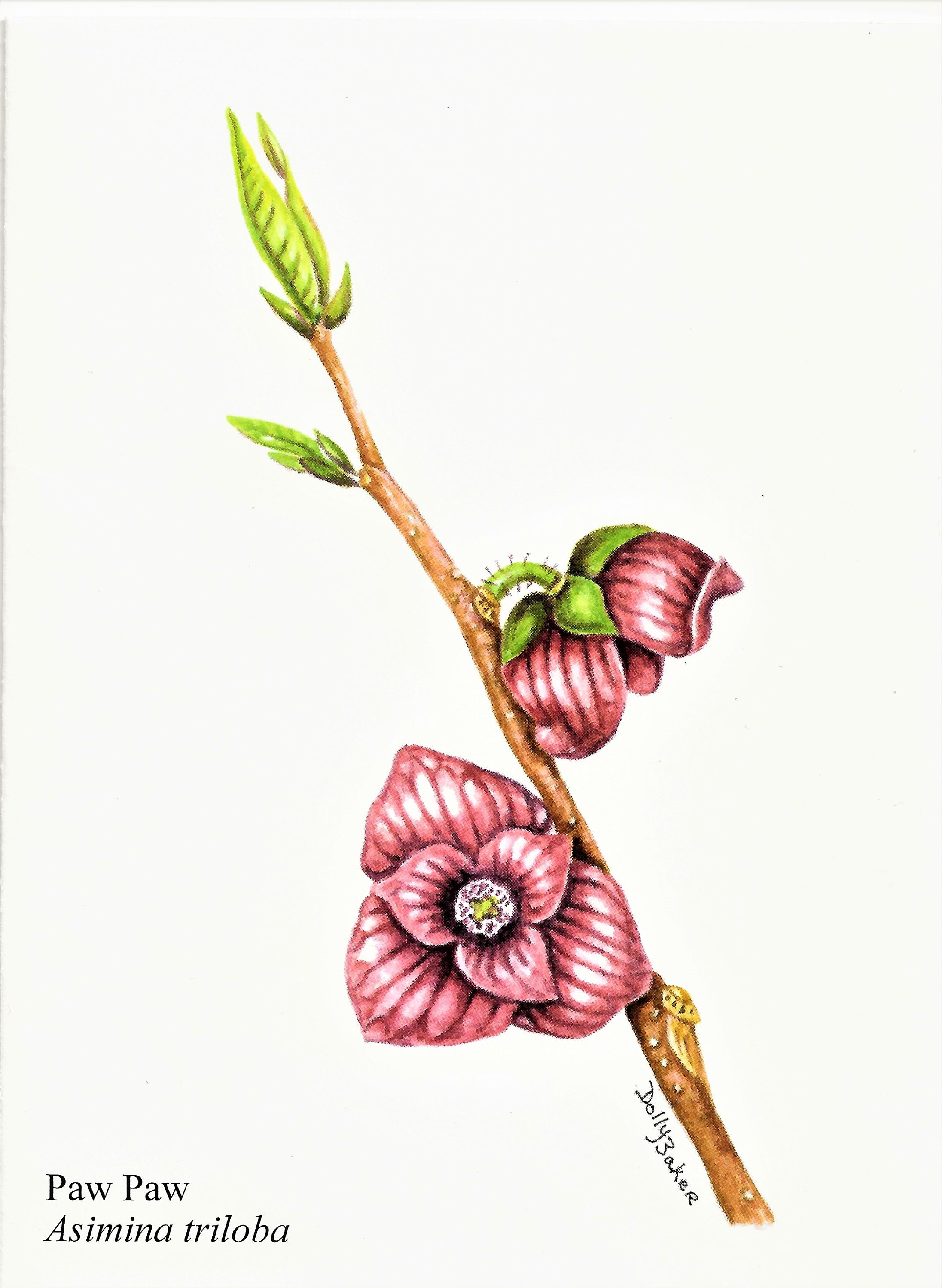 PAW PAW TREE Fruit Paintings on Note Cards. Assortment From | Etsy