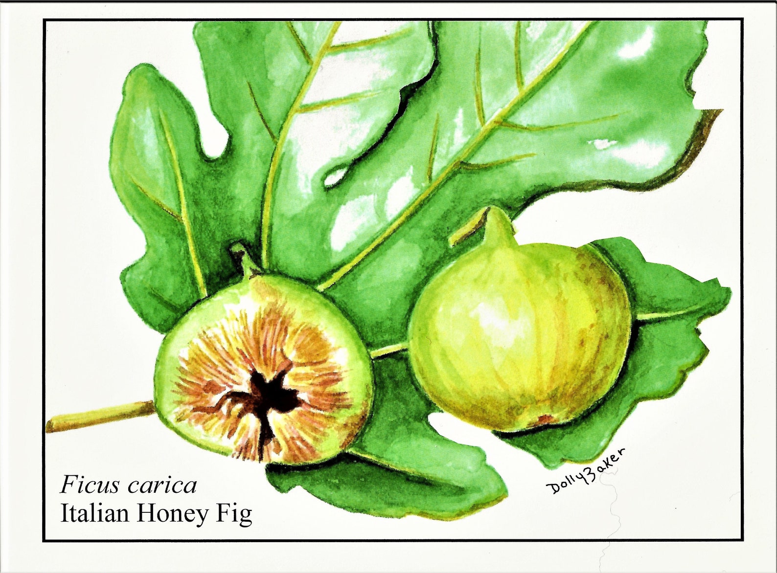 FIG Tree Fruit Paintings on Note Cards From Original Art by Etsy