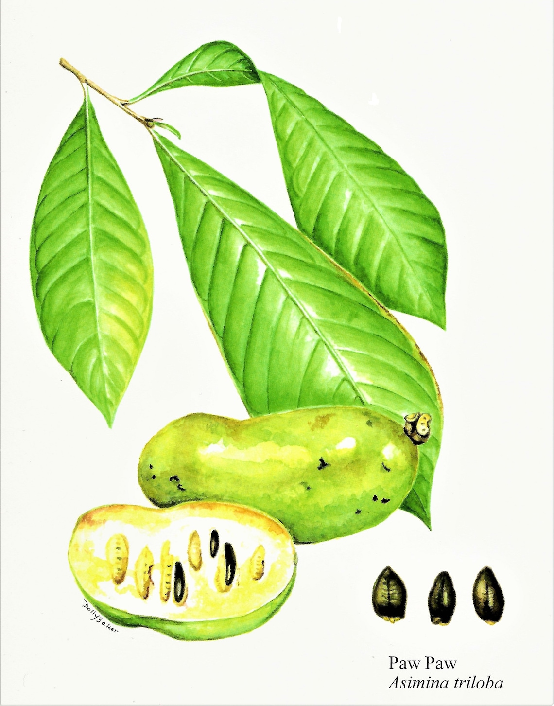PAW PAW TREE Fruit Paintings on Note Cards. Assortment From | Etsy