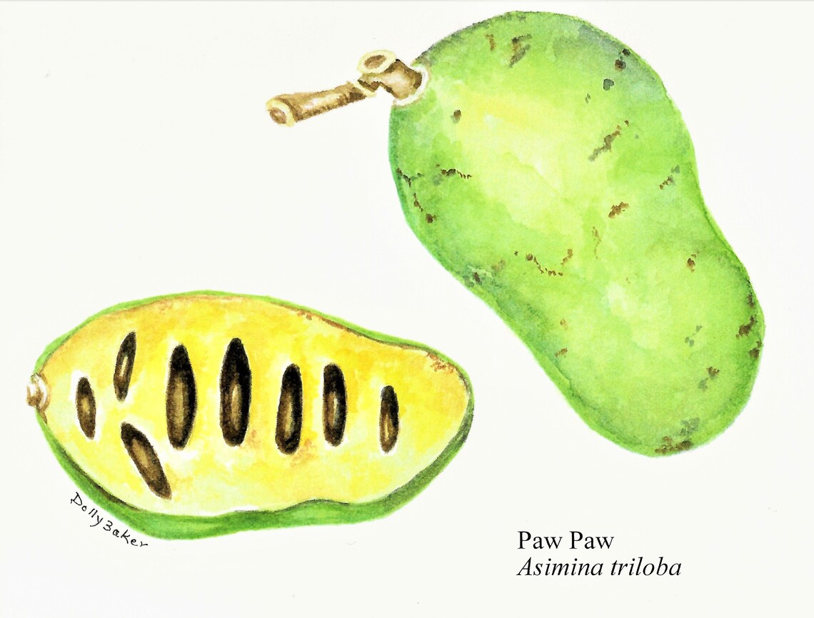 PAW PAW TREE Fruit Paintings on Note Cards. Assortment From Etsy
