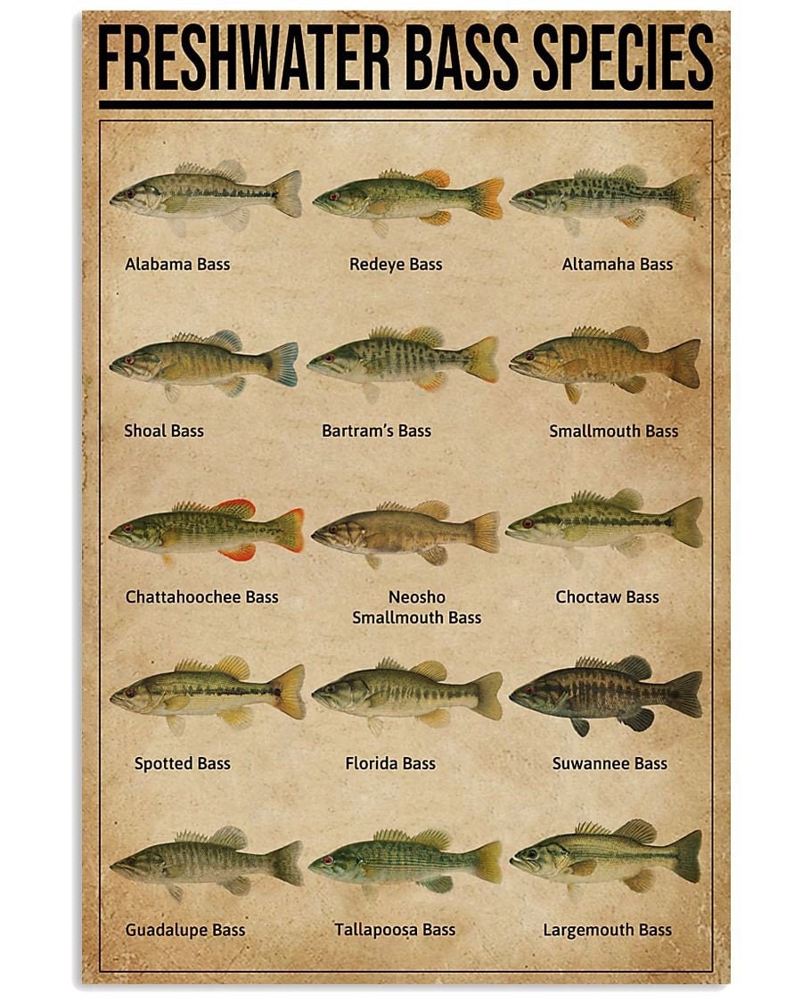 Freshwater Bass Species Vertical Poster Etsy