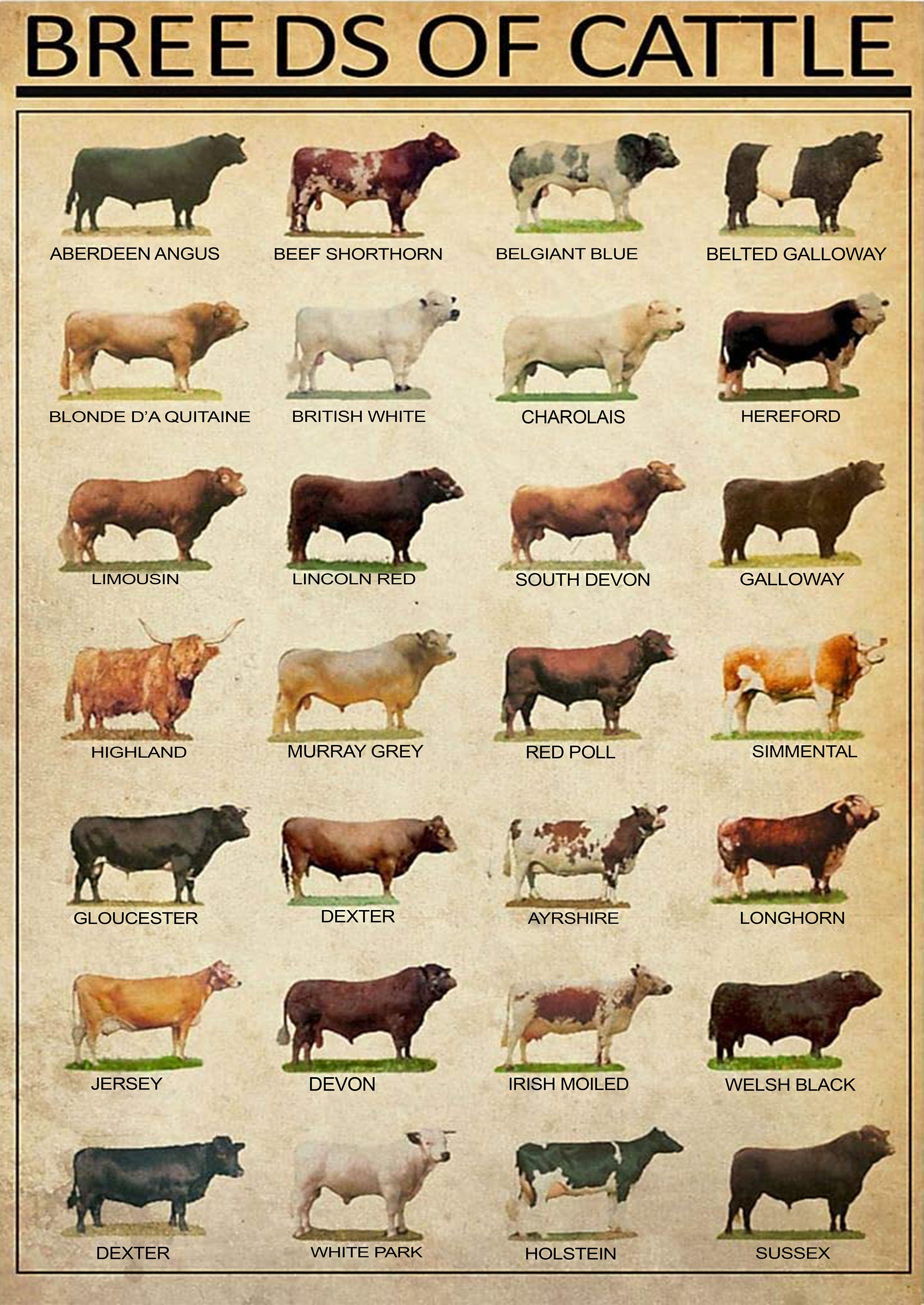 Breeds of Beef Cattle Poster Etsy