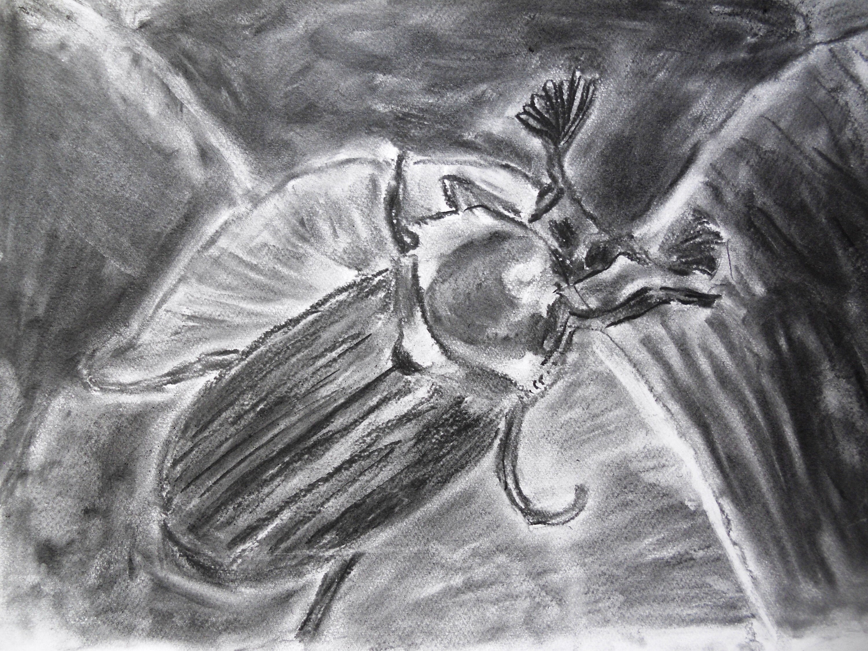 Cockchafer insect wall art Bugs portrait black white wall Etsy