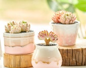 Succulent ceramic planter-cactus succulent plant pot-Cute planter-Flower Pot Gift-Garden Desk Decoration