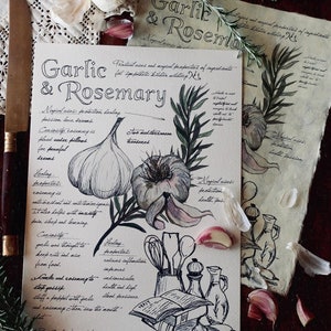 Puede incluir: Una ilustración dibujada a mano de ajo y romero con texto que describe sus usos mágicos y prácticos. La ilustración está en tinta negra sobre un fondo beige. El texto incluye las palabras "Ajo y Romero" y "Usos mágicos: protección, curación, pasión, amor, sueños".