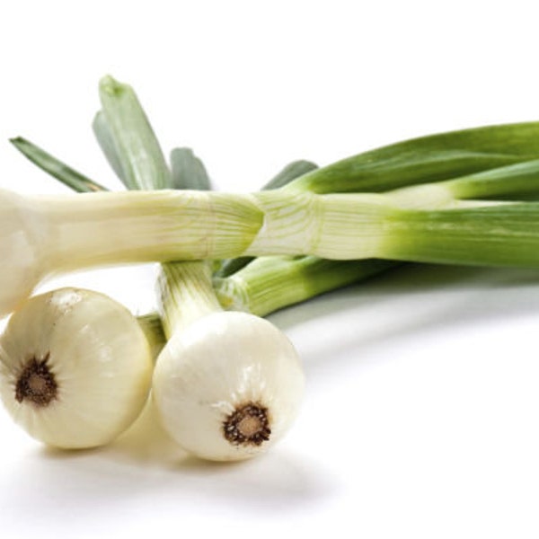 SPRING ONION ''Nocerino'' Seeds - Spring Onion DOP - Organic Heirloom Seeds - Seeds Collector - Natural Agriculture