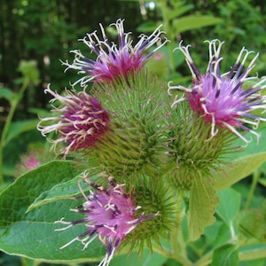 Può includere: Primo piano di un gruppo di fiori selvatici rosa e bianchi con foglie verdi e spinose.