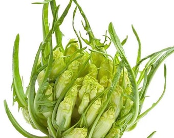 PUNTARELLE DI GALATINA Chicory Seeds - Organic Heirloom Chicory Seeds - Seeds Collector - Natural Agriculture