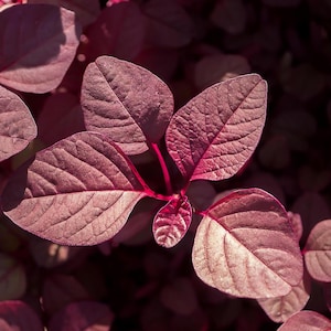 Può includere: Primo piano di un gruppo di foglie rosso scuro con venature intricate. Le foglie sono disposte in un motivo naturale e sovrapposto, creando uno sfondo ricco e testurizzato.