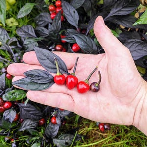 PEARL BLACK Chilipeperzaden (Capsicum Annuum) – SHU: 20.000 – Biologische Heirloom Zaden voor Natuurlijke Landbouw