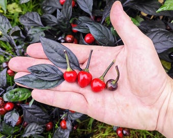 PEARL BLACK Chilipeperzaden (Capsicum Annuum) – SHU: 20.000 – Biologische Heirloom Zaden voor Natuurlijke Landbouw