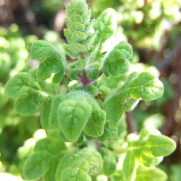 Graines de PLECTRANTHUS VENTERI - Graines de pied de canard - Graines de plantes d'encens - Variété rare d'héritage - Collecteur de graines