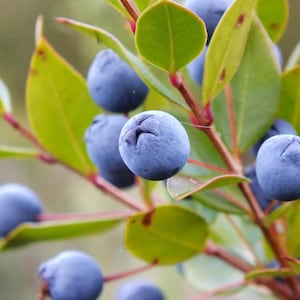 Op de afbeelding: Close-up van een tak van een struik met kleine, ronde, blauwe bessen. De bessen zijn geclusterd en hebben een licht donzige textuur. De bladeren zijn groen en hebben een glad oppervlak.