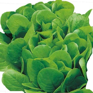 Op de afbeelding: Een bosje verse, groene spinaziebladeren.