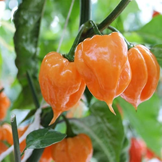 Set 3 Varietà Di Semi Di Peperoncino - Habanero Orange, Congo SR Gigantic, 7 Vasi