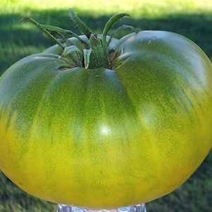 Semi di Pomodoro AUNT RUBY’s German Green (Solanum lycopersicum) – Heirloom Biologico – Pomodoro Verde Tedesco