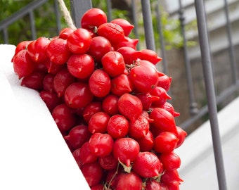 PIENNOLO DEL VESUVIO Tomatensamen – Lycopersicon Esculentum – Bio-Erbstück-Tomatensamen – Samensammler – Natürliche Landwirtschaft