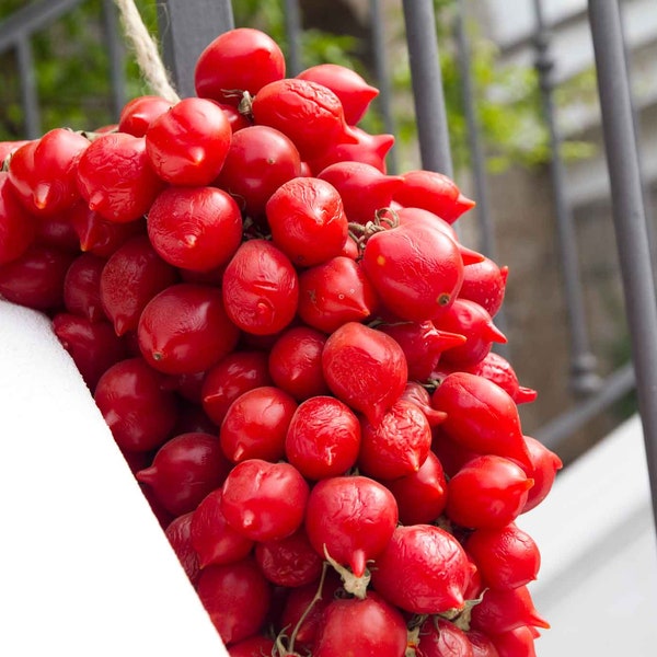 PIENNOLO DEL VESUVIO Tomatensamen – Lycopersicon Esculentum – Bio-Erbstück-Tomatensamen – Samensammler – Natürliche Landwirtschaft