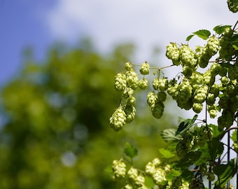 Wilder Hopfen Samen (Humulus lupulus) – Heirloom, Bio – Mehrjährige Kletterpflanze – Natürliche Landwirtschaft