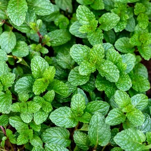 Graines de menthe poivrée (Mentha × piperita) - Semences biologiques anciennes pour l&#39;agriculture naturelle