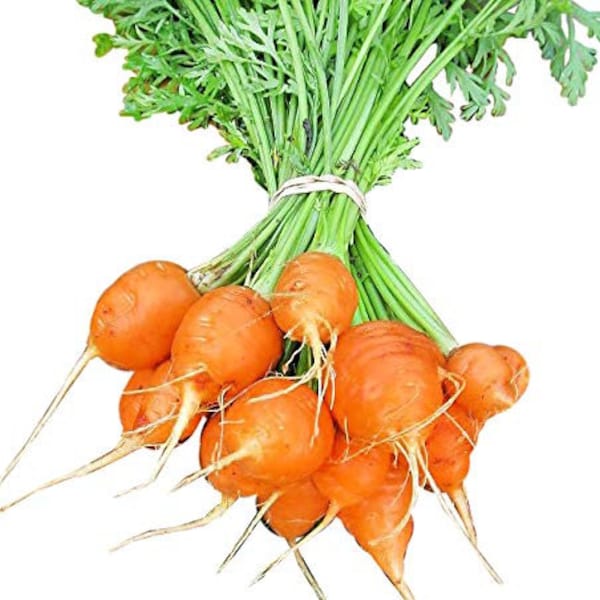 GRELOT Carrots Seeds - Paris Round Carrot - Organic Tomato Seeds - Seeds Collector - Natural Agriculture