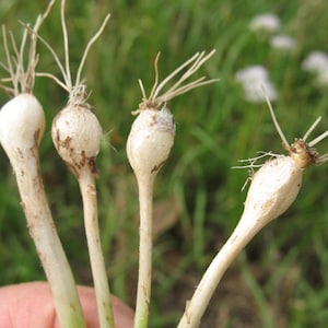 Könnte beinhalten: Nahaufnahme von vier weißen Zwiebeln mit Wurzeln. Die Zwiebeln sind fächerförmig angeordnet und haben eine hellbraune Farbe.