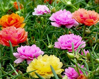 PORTULACA GRANDIFLORA "Double" Mix seeds - Organic Heirloom Varieties - Seeds Collector - Natural Agriculture