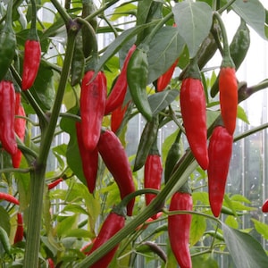 Può includere: Primo piano di una pianta con molti peperoncini rossi che crescono su di essa. I peperoncini sono lunghi e sottili e pendono dai rami della pianta.