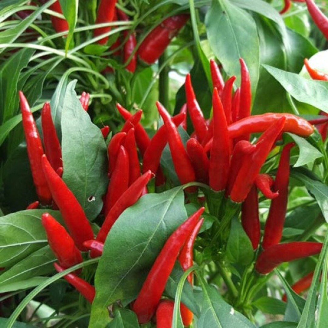 TAKANOTSUME Chili Pepper Seeds Capsicum Annuum Hot Etsy Australia