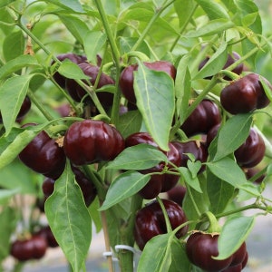 Mini Choco Bell Sweet Pepper Seeds (Capsicum annuum) – Organic Heirloom – Chocolate Brown Mini Bell Pepper