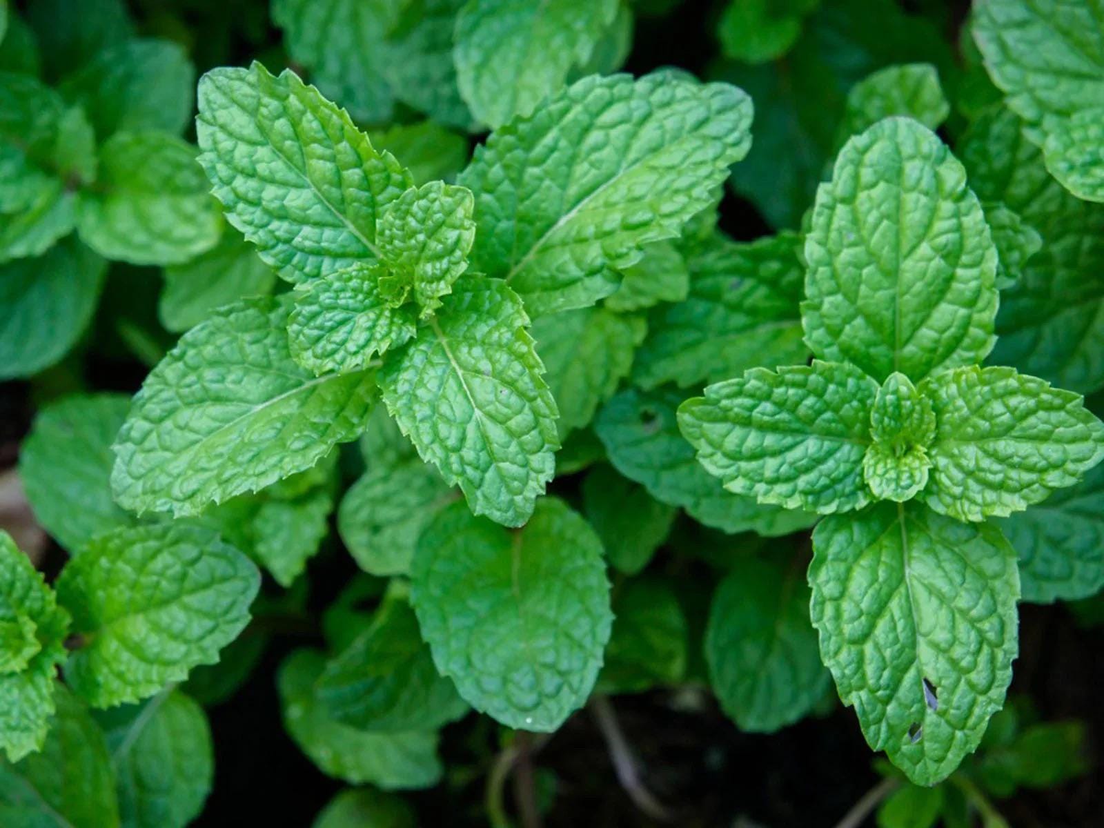 Pepermunt Mentha piperita Senior Tuincentrum Koeman
