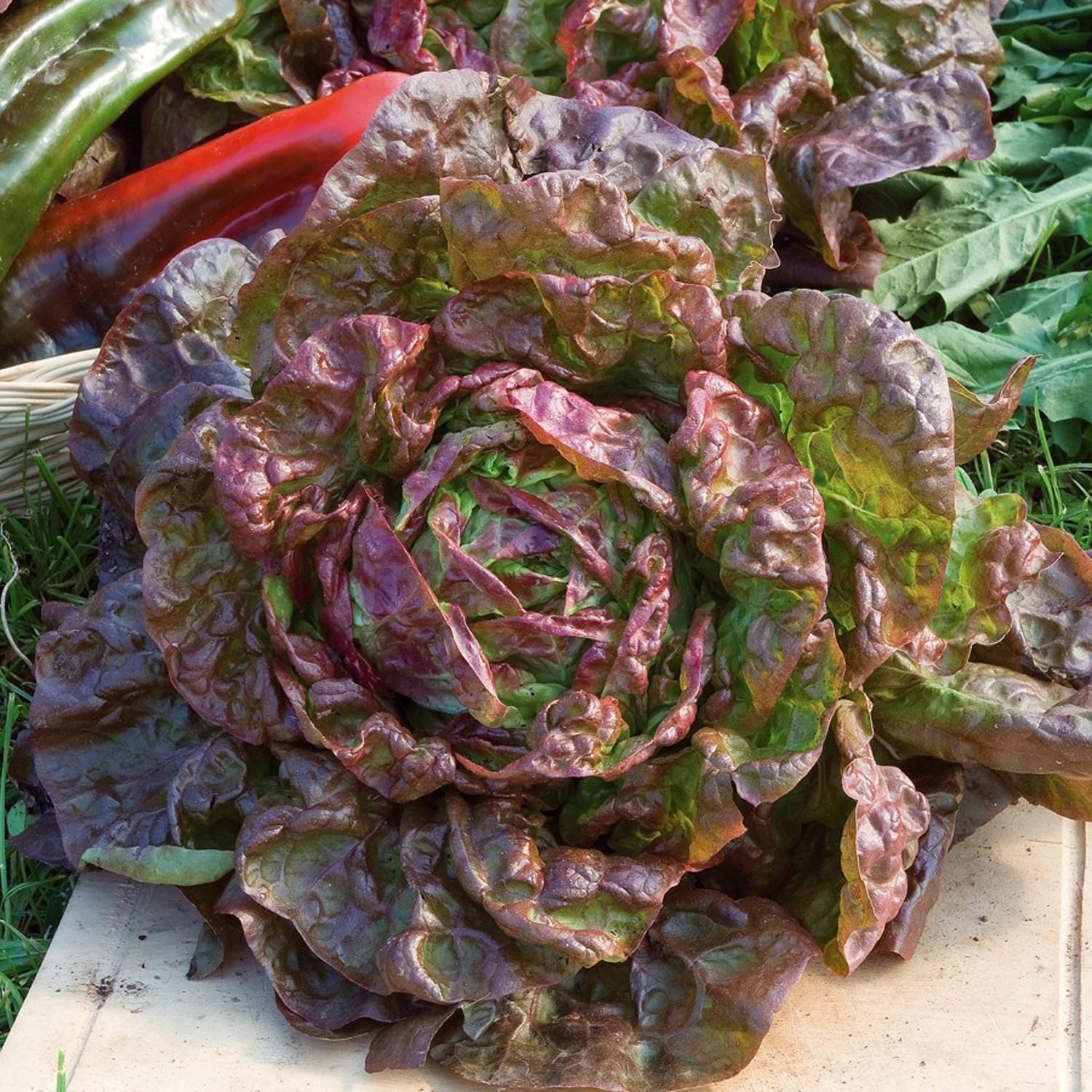 Merveille De Quatre Saisons Bibb Lettuce (Marvel Of Four Seasons) - Victory Seed Company